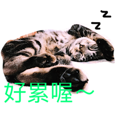 [LINEスタンプ] my cat MOMO very cute