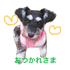 [LINEスタンプ] ミニチュアシュナウザーこむぎ