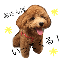 [LINEスタンプ] トイプードルちゃちゃまるのきもち