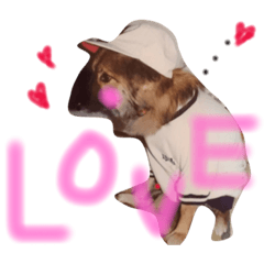 [LINEスタンプ] 愉快なポンちゃん