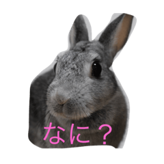 [LINEスタンプ] うさぎだよスタンプ