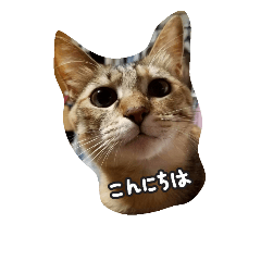 [LINEスタンプ] mugiwaracat"HIME"