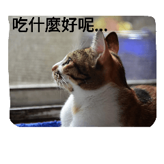[LINEスタンプ] Emily and cat's life