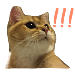 [LINEスタンプ] Blue Whale Cattery Present #2