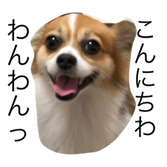 [LINEスタンプ] チワワのおこげ