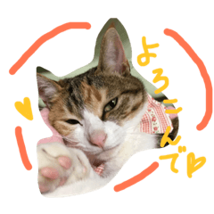 [LINEスタンプ] HIME of a calico cat .