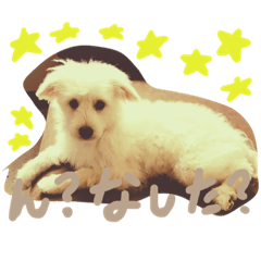 [LINEスタンプ] マメ太スタンプ❶