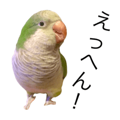 [LINEスタンプ] オキナインコのてとちゃん