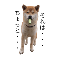 [LINEスタンプ] taro STICKER SHIBA3