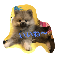 [LINEスタンプ] 愛犬チップの日常