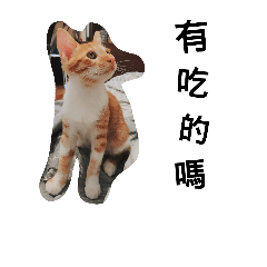 [LINEスタンプ] QQanimal