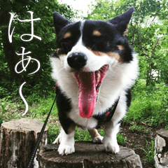 [LINEスタンプ] 我が家の愛犬コーギースタンプの画像（メイン）