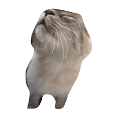 [LINEスタンプ] black and white cute cat
