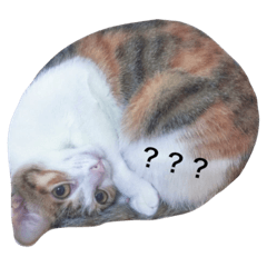 [LINEスタンプ] Cat with Poodle