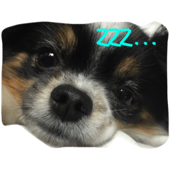 [LINEスタンプ] どんちゃん   ほぼおねむ