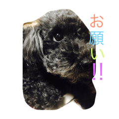 [LINEスタンプ] COCO＆RYUKI