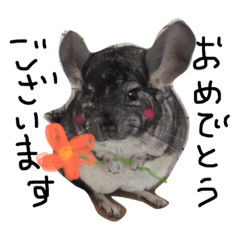 [LINEスタンプ] チンチラのちんすこう