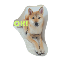 [LINEスタンプ] だいだいだいずくんすたんぷ
