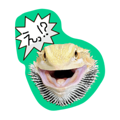 [LINEスタンプ] フトアゴみかん太くん