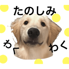 [LINEスタンプ] きなこざごーるでん