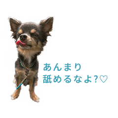 [LINEスタンプ] ボクとチワワと、時々、(日本)テリア