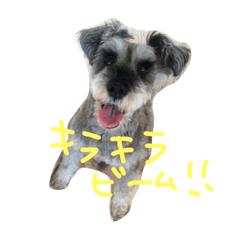 [LINEスタンプ] 可愛こちゃんズのスタンプ