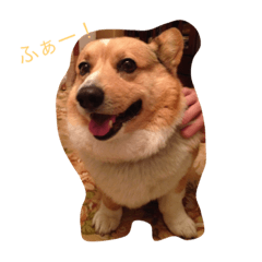 [LINEスタンプ] Corgi coro