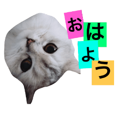 [LINEスタンプ] ペルシャのおもち1
