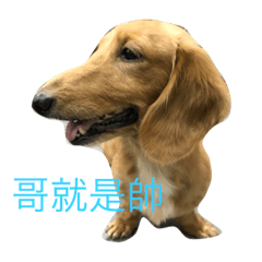 [LINEスタンプ] MOMO log-haired sausage dog