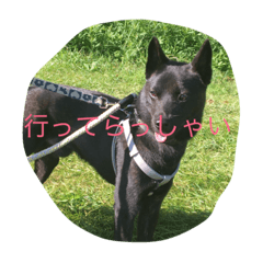 [LINEスタンプ] 我が家の犬と秋の空