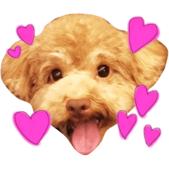 [LINEスタンプ] トイプードル ふぅもな