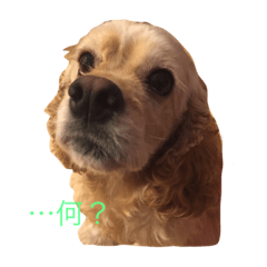 [LINEスタンプ] Cocker Spaniels