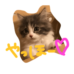 [LINEスタンプ] うちのベレス