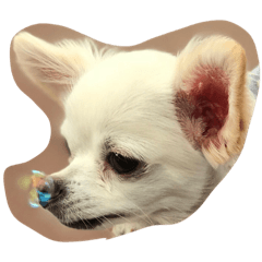[LINEスタンプ] ロンチー