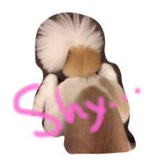 [LINEスタンプ] 犬のPちゃん