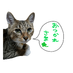 [LINEスタンプ] 猫の寅次郎くん。