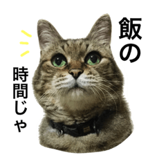 [LINEスタンプ] 熟猫スタンプ