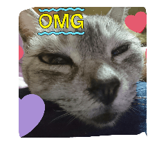 [LINEスタンプ] wao cat