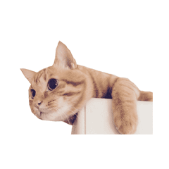 [LINEスタンプ] cocotan2017