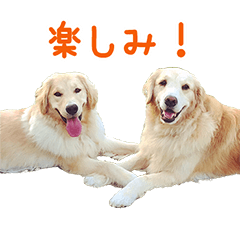 [LINEスタンプ] ノエル＆ジョイ②