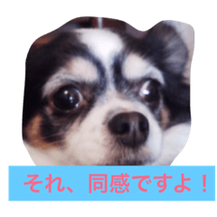 [LINEスタンプ] ちわわのあいさつ