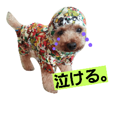 [LINEスタンプ] トイプードルQちゃん④