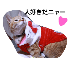 [LINEスタンプ] にゃんこの日常生活