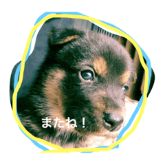 [LINEスタンプ] KOTARO Collection