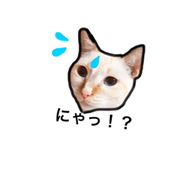 [LINEスタンプ] catlino