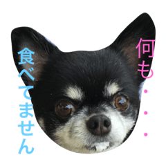 [LINEスタンプ] ごまさん。