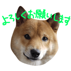 [LINEスタンプ] 柴犬 むすびくん2