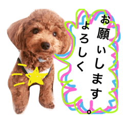 [LINEスタンプ] CHIRO Tiny poodle 7