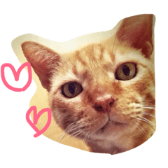 [LINEスタンプ] 我が家のアイドル♡