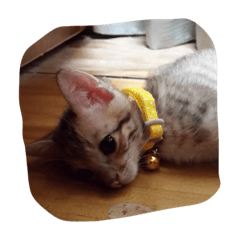 [LINEスタンプ] cat cat so cute